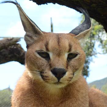 Caracal