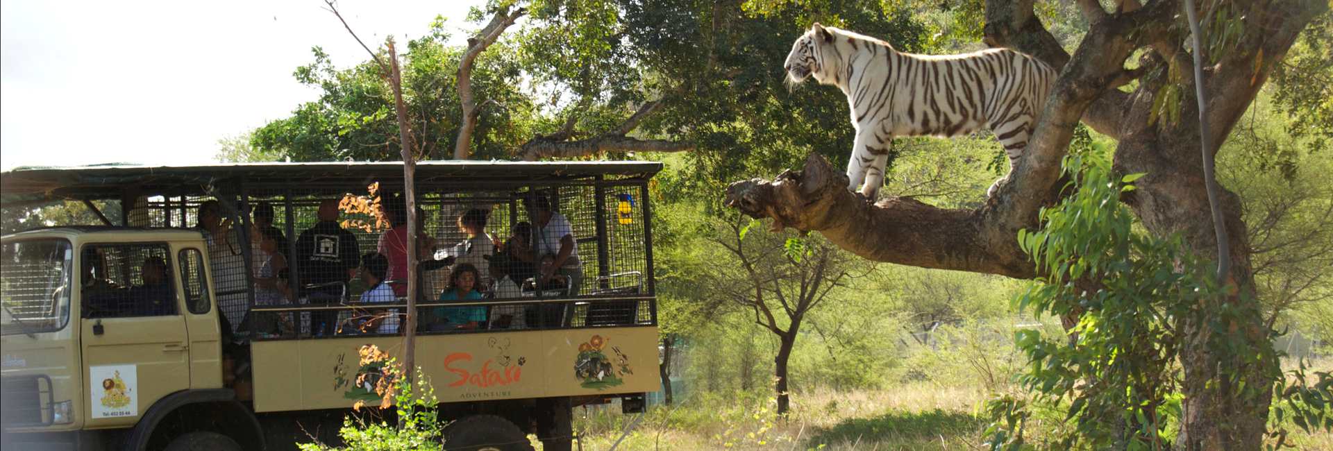 drive-thru-white-tiger-tree drive-thru-white-tiger-tree