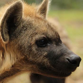 Hyena