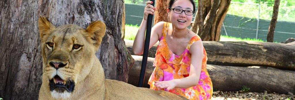 One-on-one interaction with lion