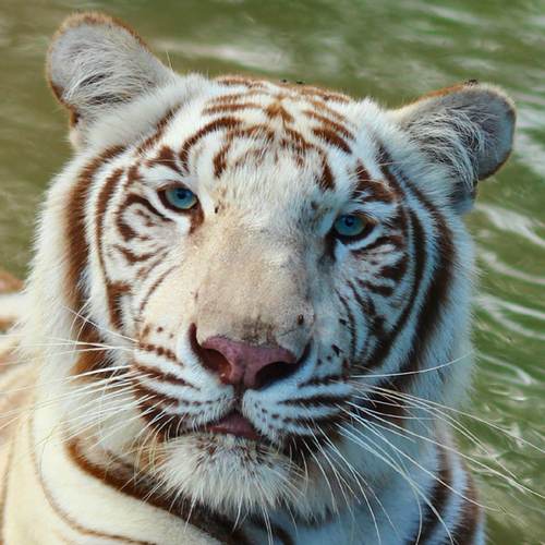 Tigers & White Tigers for Animal Interactions - Safari Adventures