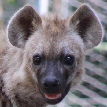 Bere the hyena