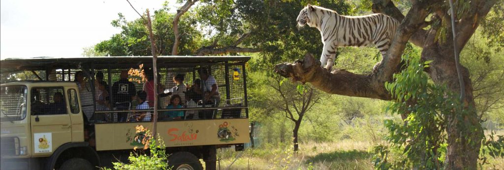 Big Cat Drive Thru viewing tiger in tree