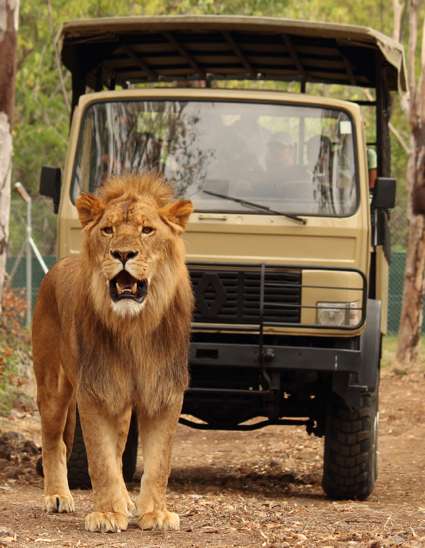 Lion walking down path on Big Cat Drive Thru