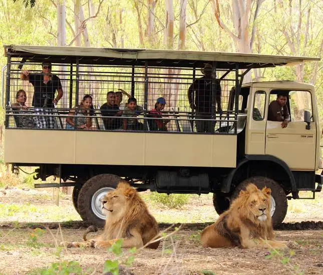 Watching lions on Big Cat Drive Thru