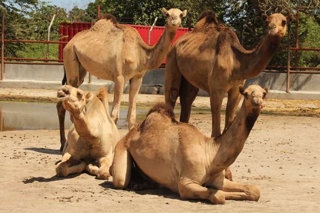 Camel group