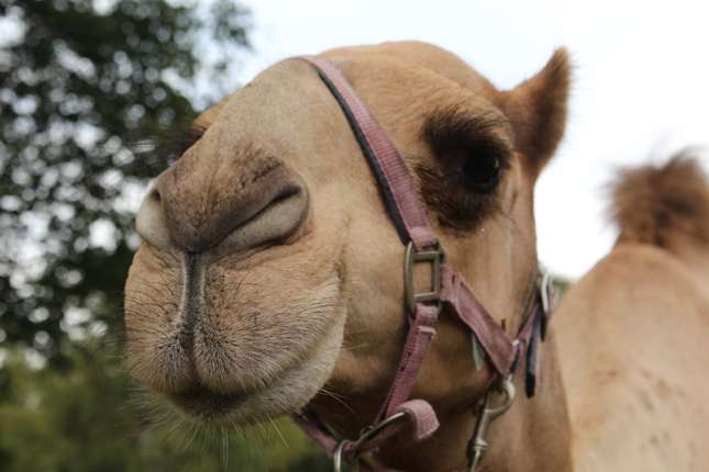 Head of a camel