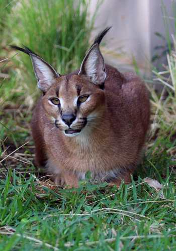 Caracal crouching in grass