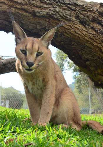 Curious caracal