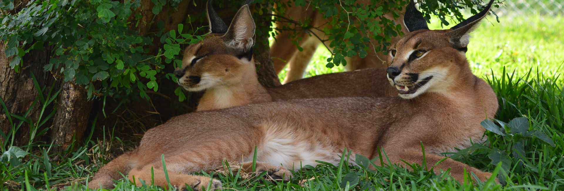 Caracals, Small Cats Who Hunt at Night - Safari Adventures