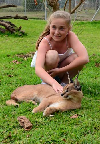 Caracal interaction