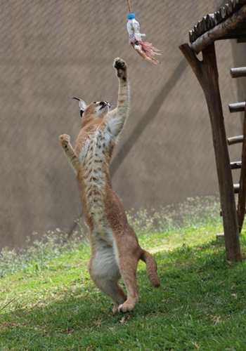 Caracal playing