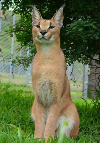 Caracal sitting upright