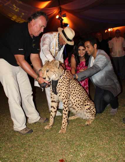 Cheetah function at wedding celebration