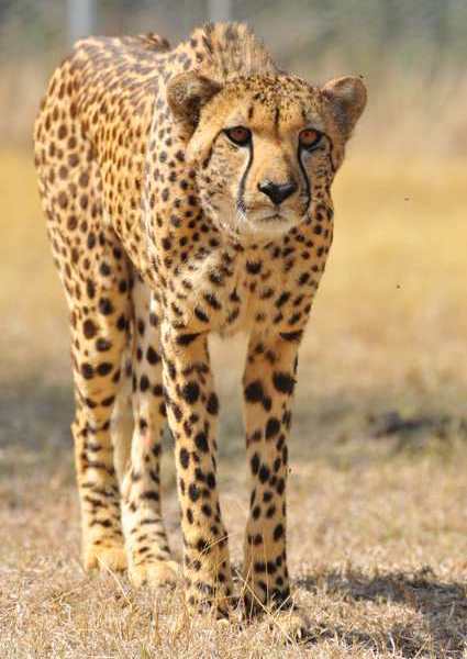 Cheetah stalking