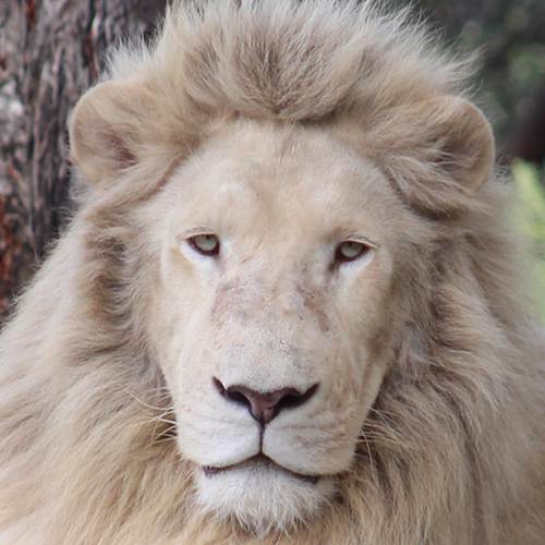 Douga the white lion