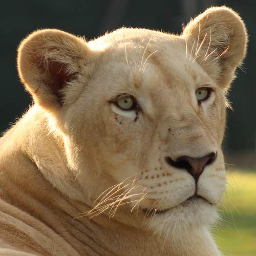 white lioness and lion