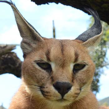 Kwana the caracal