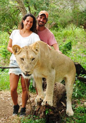 Lion encounter