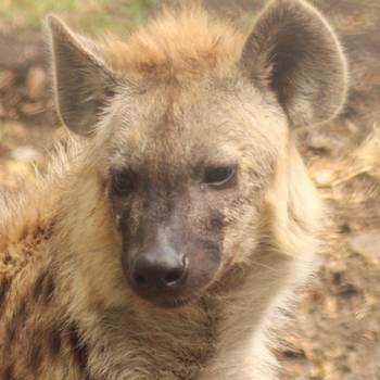 Makulu the hyena