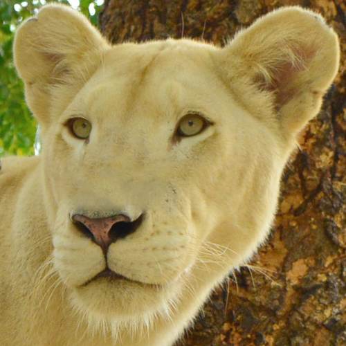 white lioness and lion