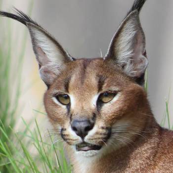 Mopane the caracal