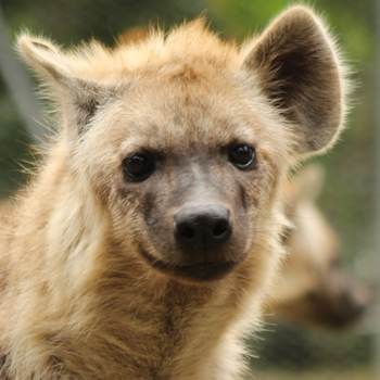 are hyenas more like dogs or cats