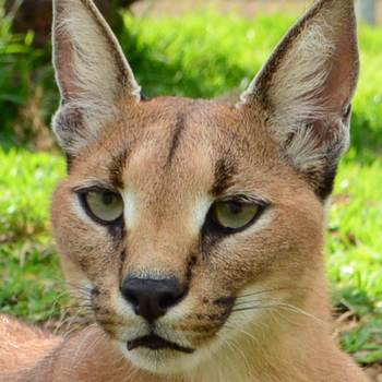 Tadza the caracal