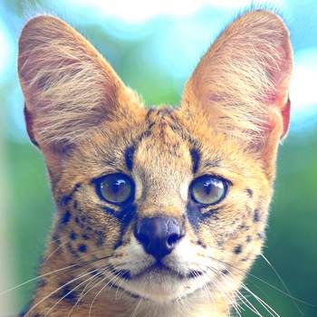 Tamba the serval