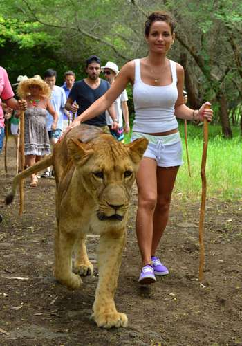 Walking with lions