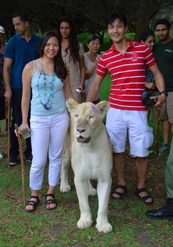 Walking with white lion