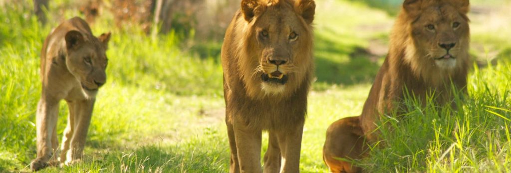 Walk with lions