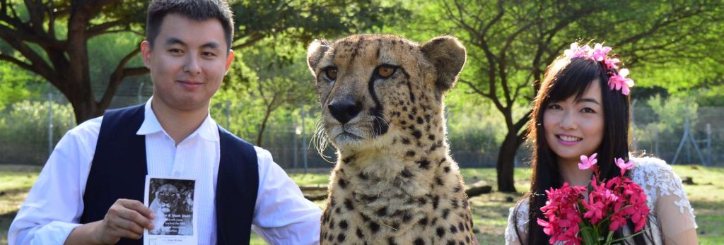 Wedding shoot with cheetah