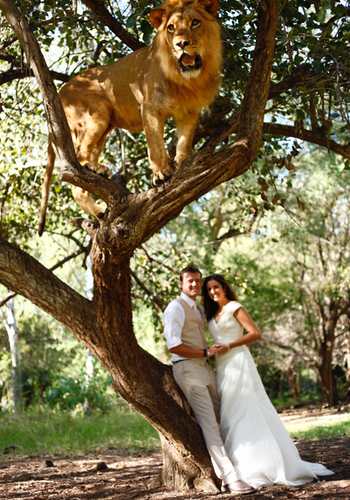 Wedding photo with lion in tree