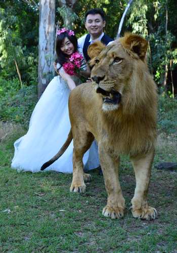 wedding-shoot-lion Wedding photo with lion