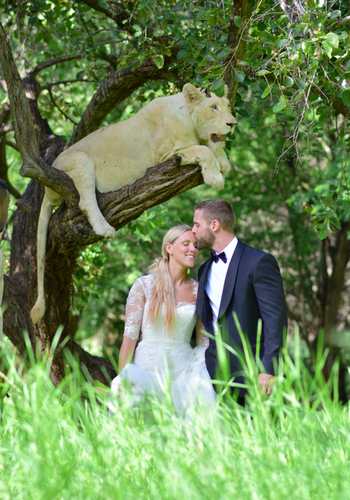 Wedding photo with white lion in tree