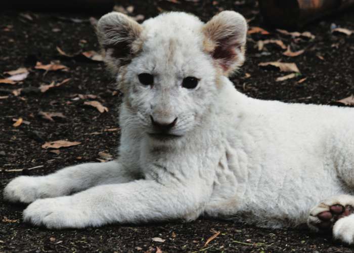 albino lion cubs