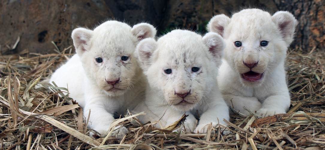 white-lion-cubs Mufasa, Makali and Timbavati the white lion cubs