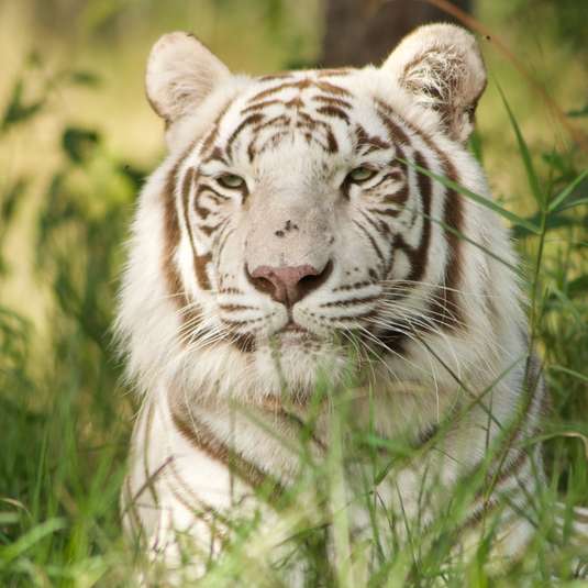 White tiger