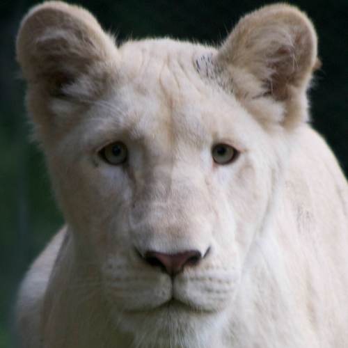 Makali the white lioness