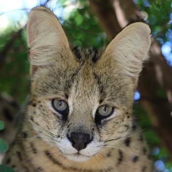 Zulu the serval