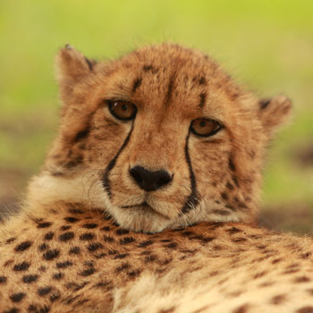 Mara the cheetah