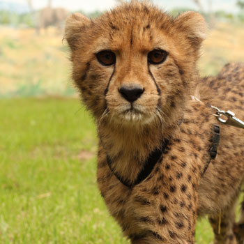 masai the cheetah cub