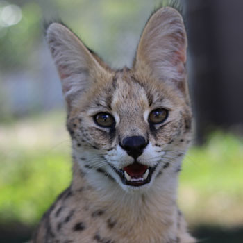 Selous Serval