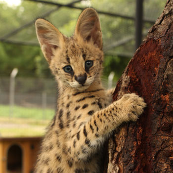 Toto serval in mauritius