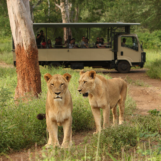 Lioness & Truck