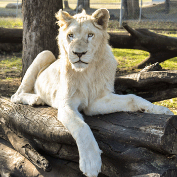 mufasa the white lion