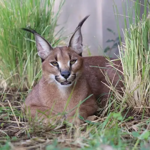 Caracal