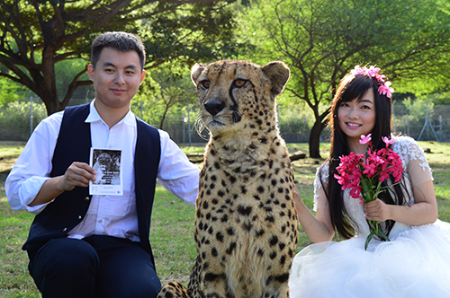 cheetah wedding