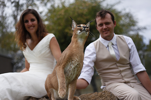 wedding caracal